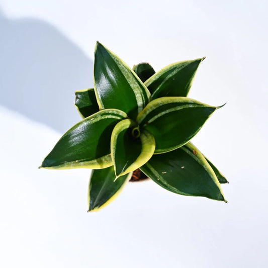 Snake Plant - Golden Hahnii