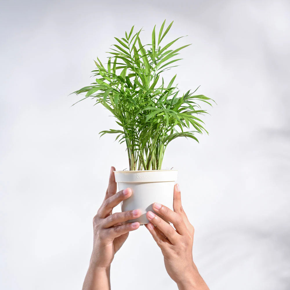 Areca Bamboo Palm Plant