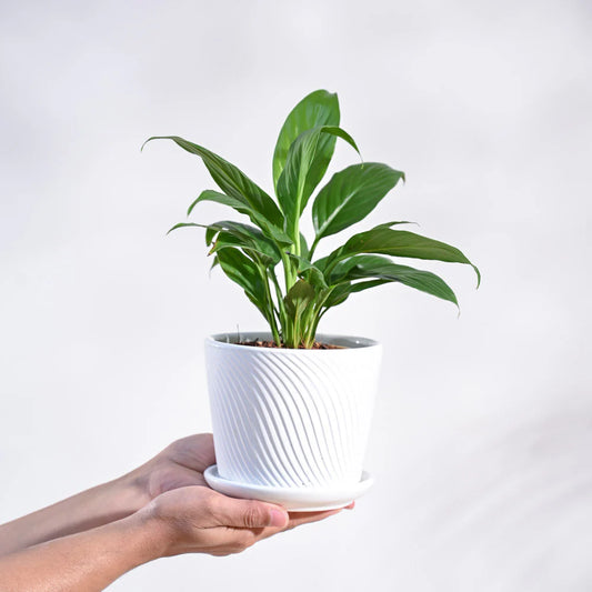 Peace Lily Plant