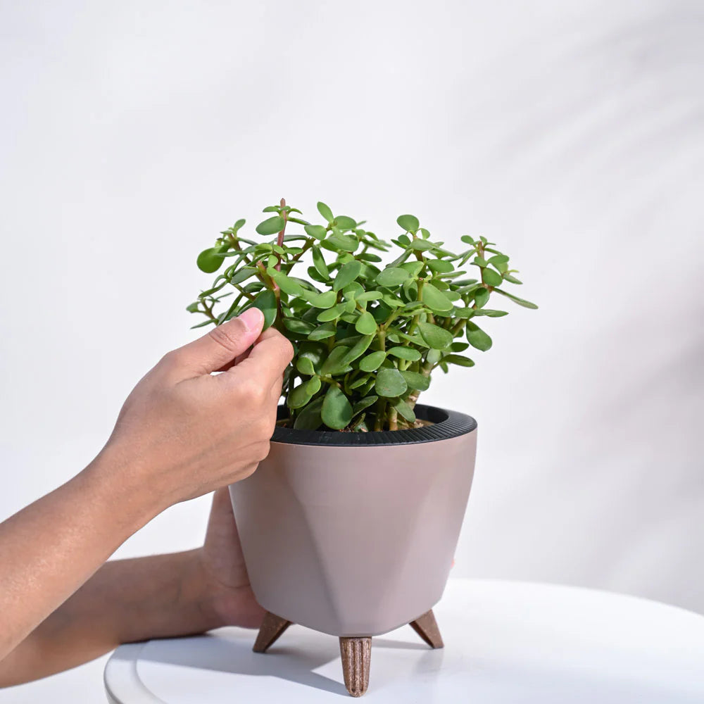 JadeMini  Plant