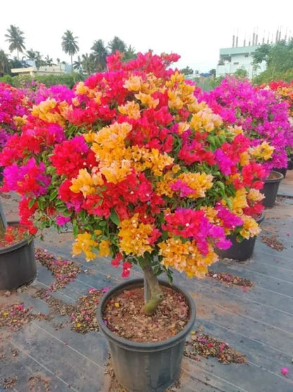 Multi-Grafted Bougainvallea