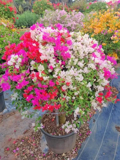 Multi-Grafted Bougainvallea