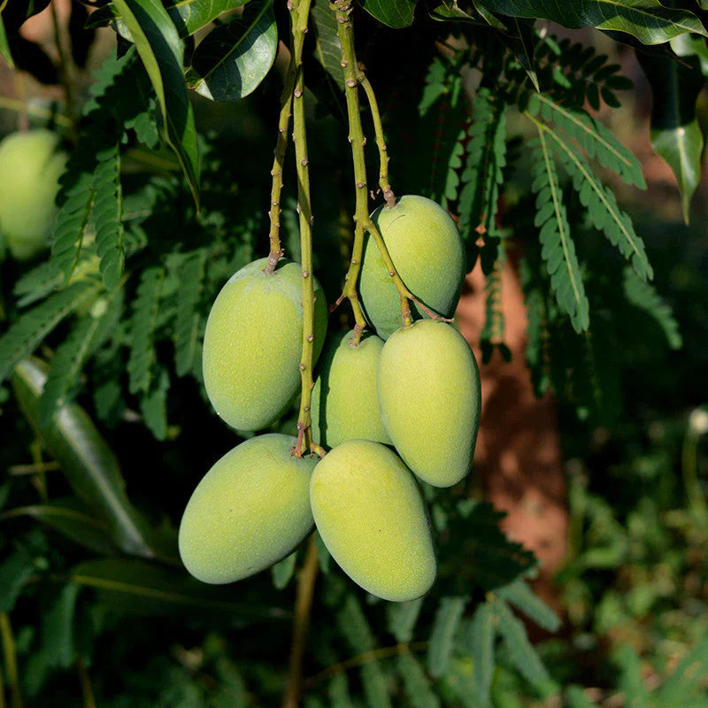 (Gardenershub) Dasheri Mango Fruit  Plant (Grafted)