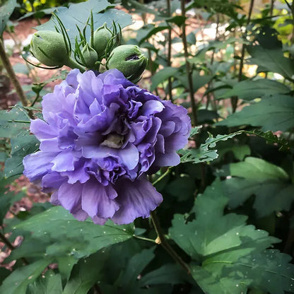 Blueberry Hibscus Flower Plant