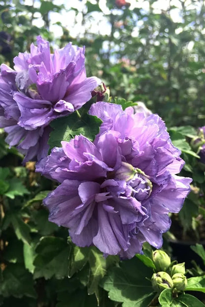 Blueberry Hibscus Flower Plant