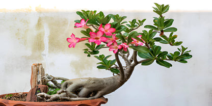 Adenium Grafting || Grafting of Adenium/ Rose plant