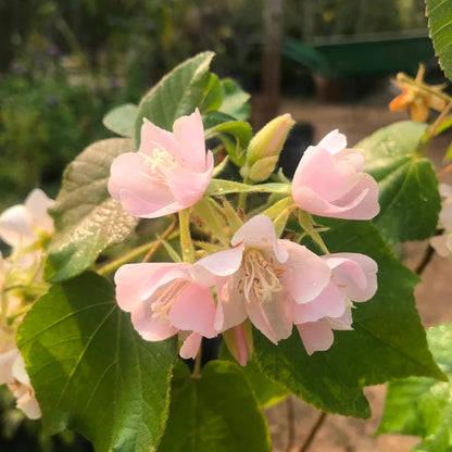 Dombeya- Flowers Plant (White Colour)-(Gardenershub)