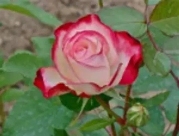 Double Delite Rose  Flower Plant