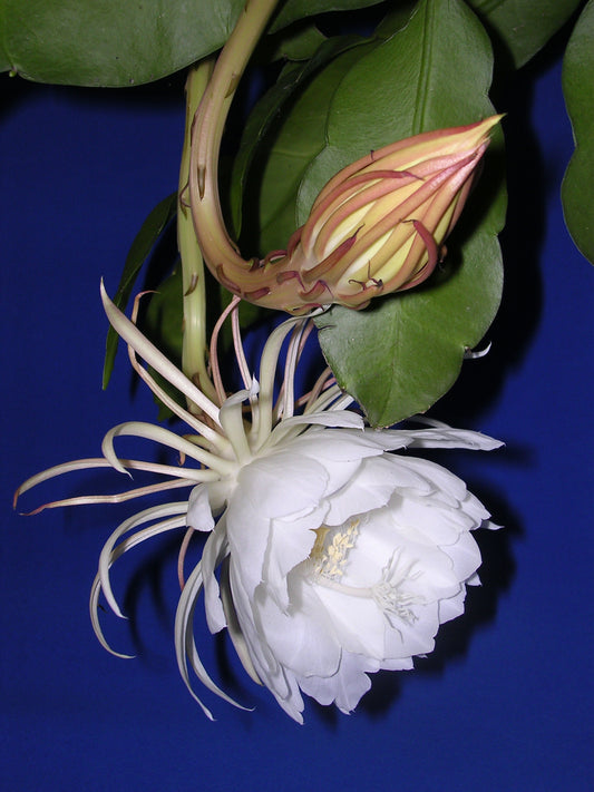 (Gardenershub) Brahma kamal/Night Queen Flower Plant