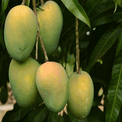 Gourmati Mango Fruit Plant (Grafted)