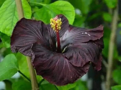 Black Austrelian Hibiscus Plant