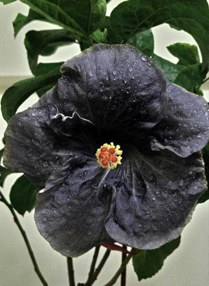 Black Austrelian Hibiscus Plant