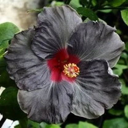 Black Austrelian Hibiscus Plant