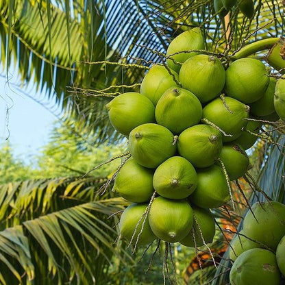 Ganga Bardhan Coconut Fruit Plant