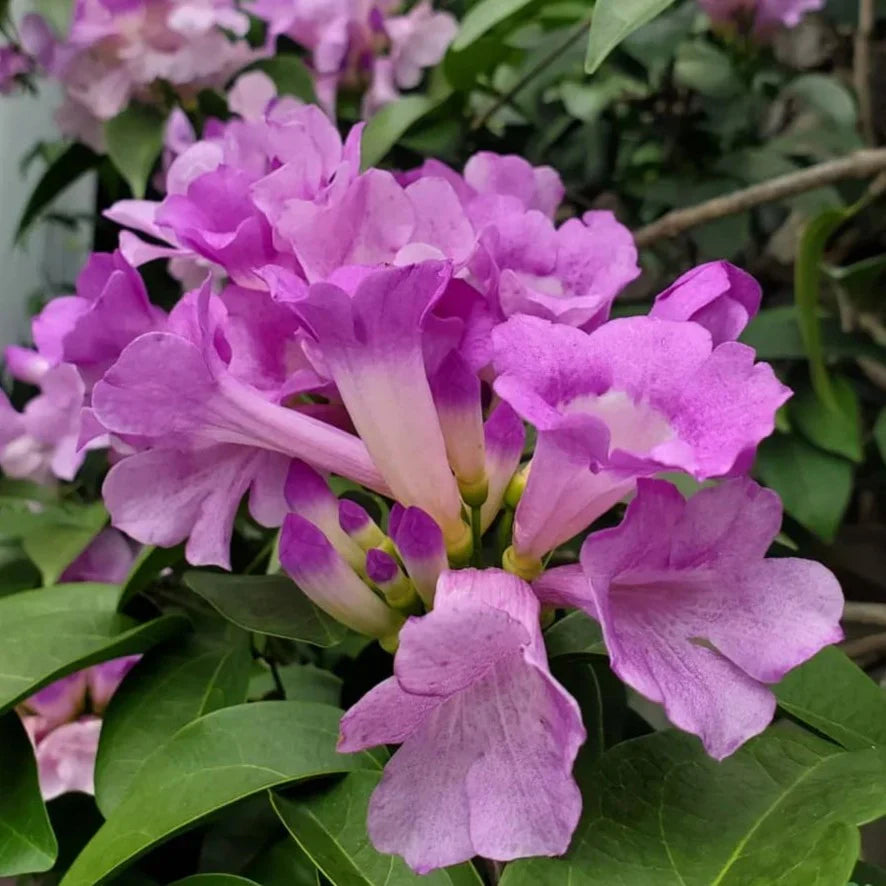 Garlic Vine   Flower Plant For Gardening