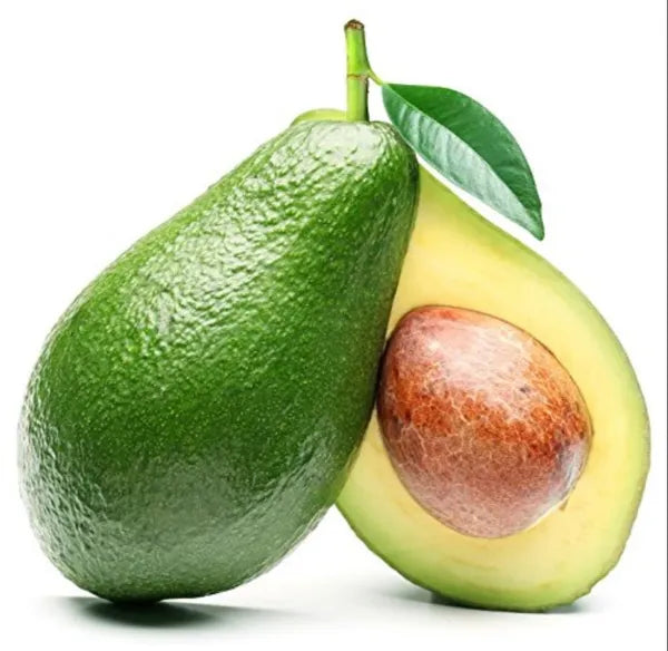 (Gardenershub)Avocado (Grafted) - Fruit Plants & Tree