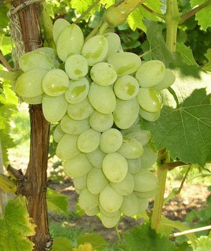 Green Grapes Plant (Seedless)