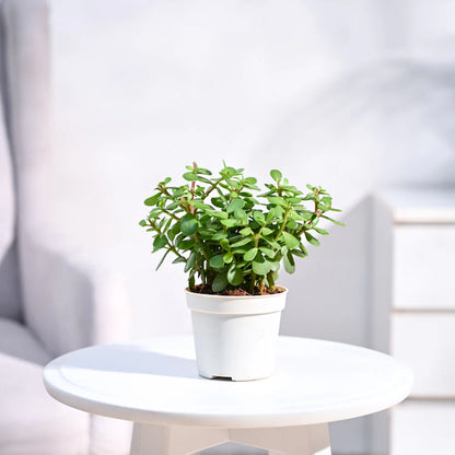 JadeMini  Plant