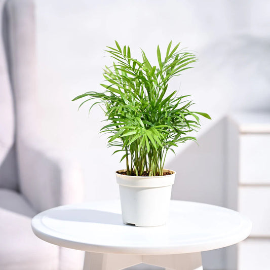 Areca Bamboo Palm Plant