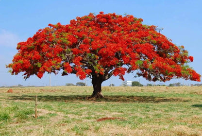 Gulmohar Flowering Tree For Gardening