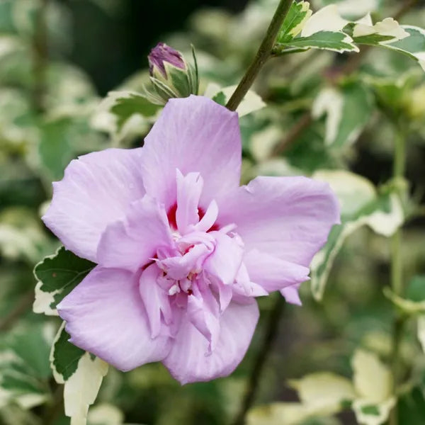 Summer Ruffle Hibiscus Flower Plant