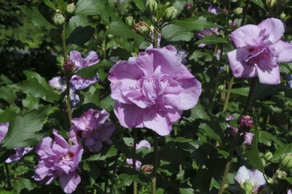 Summer Ruffle Hibiscus Flower Plant