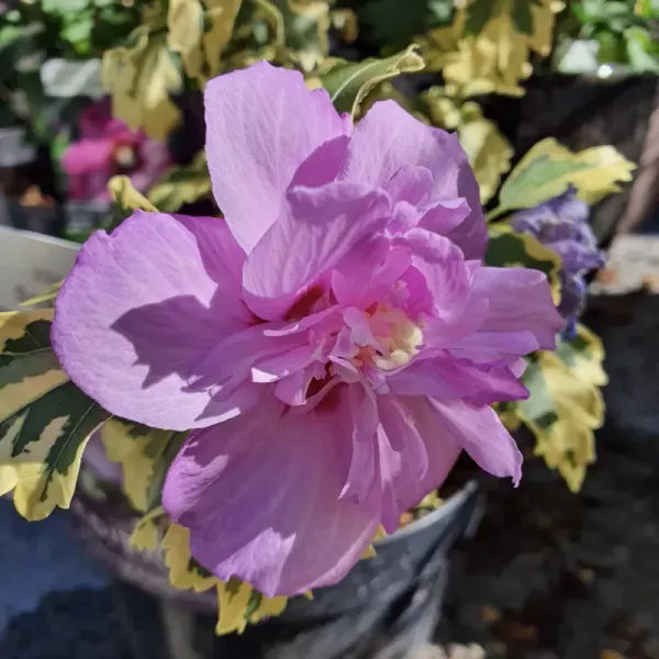 Summer Ruffle Hibiscus Flower Plant