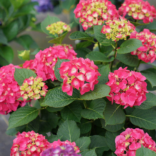 Hybrid Hydreangea Plant For Gardening