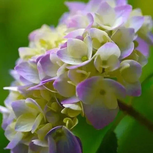 Hybrid Hydrangea Plant For Gardening