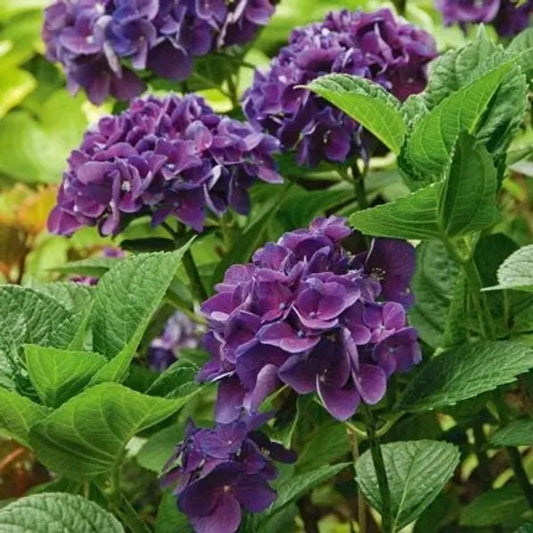 Hybrid Hydrangea Plant For Gardening