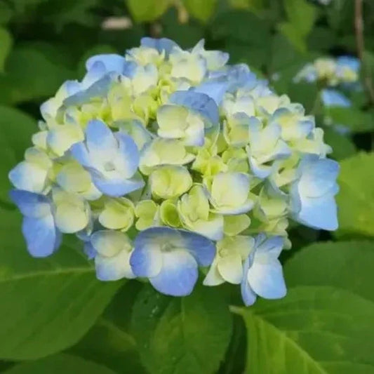 Hybrid Hydrangea Plant For Gardening