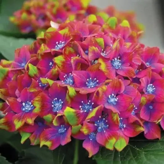 Hybrid Hydrangea Plant For Gardening