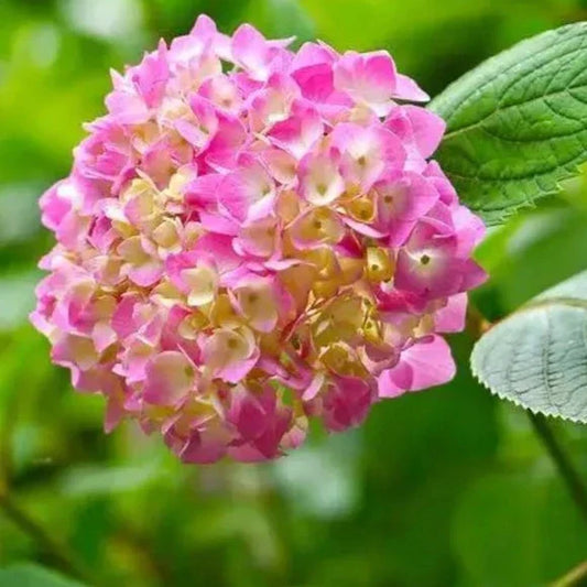 Hybrid Hydrangea Plant For Gardening