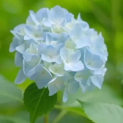 Hybrid Hydrangea Plant For Gardening