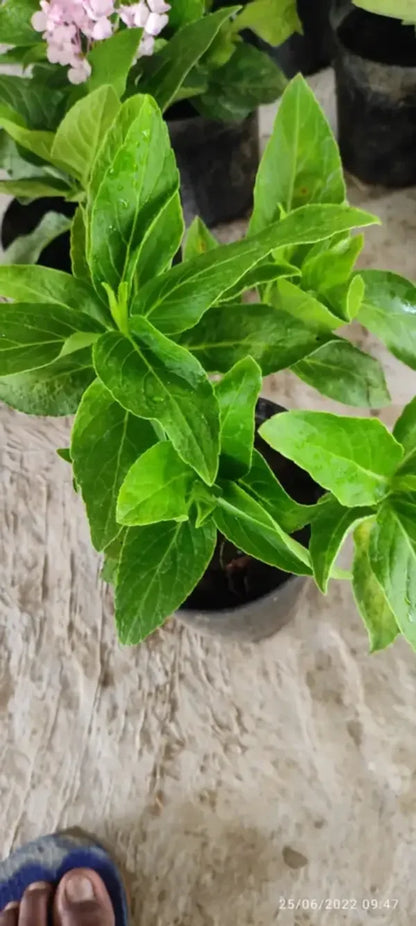 Hybrid Hydrangea Plant