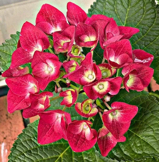 Hybrid Hydrangea Plant For Gardening