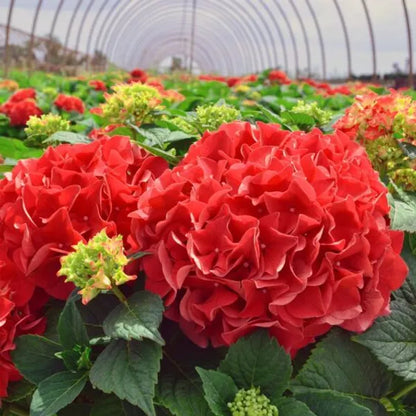 Hybrid Hydrengea Flowers Plant