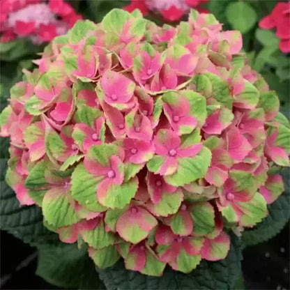 Hybrid Hydrangea Plant For Gardening