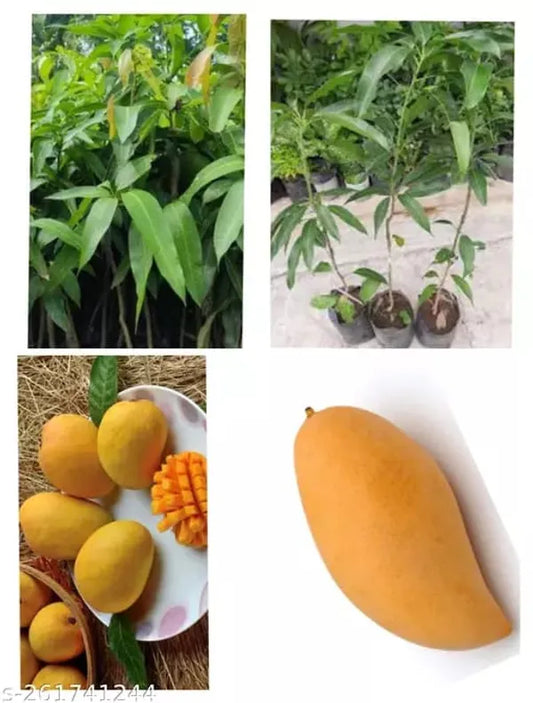Hybrid Three Test Mango Fruit  Plant