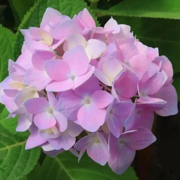 Hybrid Hydrangea Plant For Gardening