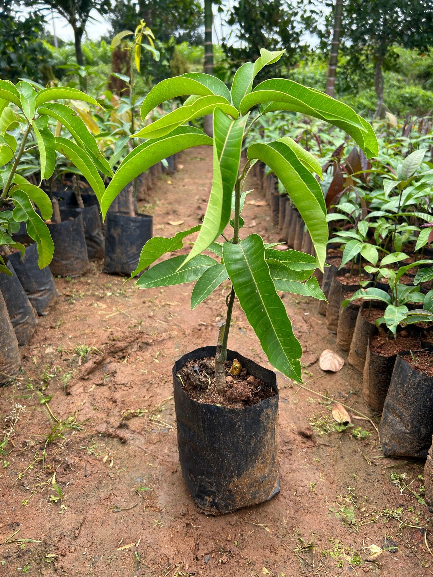 (Gardenershub) Brunei King Mango Plant