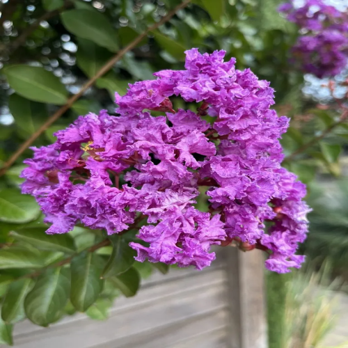 Furush Flowers Plant (Purpel Colour)