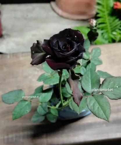 Black Rose Grafting Flower Plant