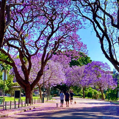 Jacaranda (Blue Colour) Flowers Plants