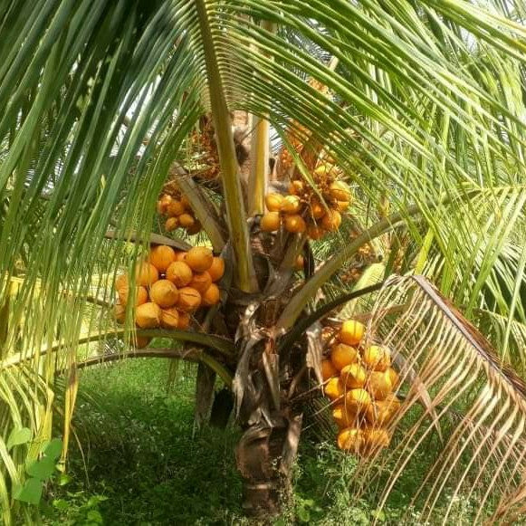 Chowghat Orange Dwarf Coconut Plant