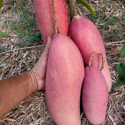 King Of Chakapat Mango Fruit  Plant