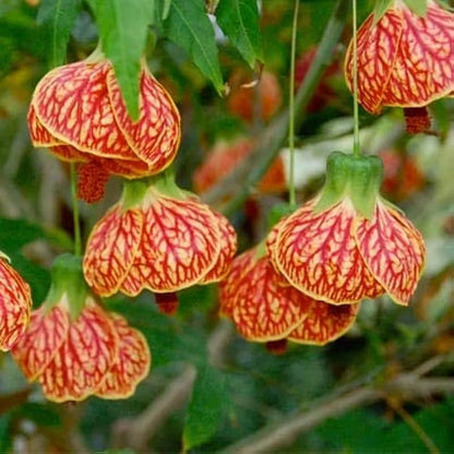 Lantern Hibiscus Plant For Gardening