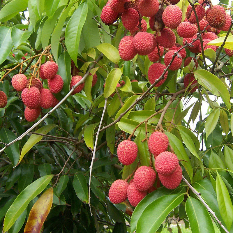 Litchi Fruit Plant (Air Layered)