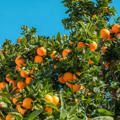 Nagpur Orange Fruit  Plant-Grafted