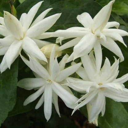 Jasminum Sambac 'Madan Mogra'